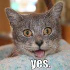 Yes Kitty