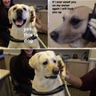 Yes This Is Dog