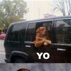 Yo Dawg