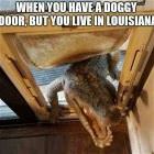 You Animal 104
