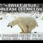 You Animal 105