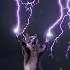 You Animal 123