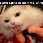 You Animal 155