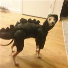You Animal