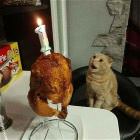 You Animal  gifdump  4