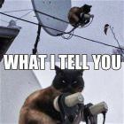 You Animal GIFDUMP 17