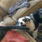You Animal GIFDUMP 18