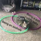 You Animal GIFDUMP 20