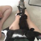 You Animal GIFDUMP 34