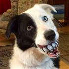 You Animal GIFDUMP 45