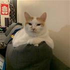 You Animal GIFDUMP 46
