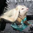 You Animal   GIFDUMP   12