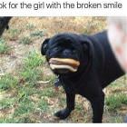You Animal   GIFDUMP   13