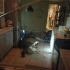 You Animal   GIFDUMP   14