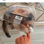 You Animal   GIFDUMP   53