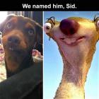 You Animal   GIFDUMP   54