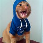 You Animal   GIFDUMP   55