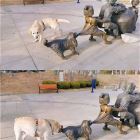You Animal   GIFDUMP   69