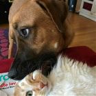You Animal   GIFDUMP   74