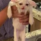 You Animal    GIFDUMP   35