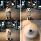 You Animal    GIFDUMP   38