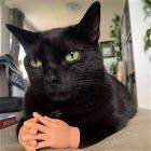 You Animal    GIFDUMP   41