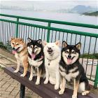You Animal    GIFDUMP   42