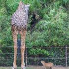 You Animal    GIFDUMP   43