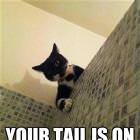 You Have A Problem Human