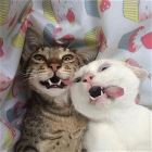 You animal 173