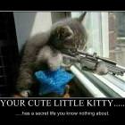 Your Cute Kittys Life