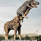 Zebra Get Down